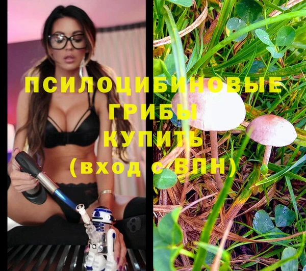ПСИЛОЦИБИНОВЫЕ ГРИБЫ Алзамай